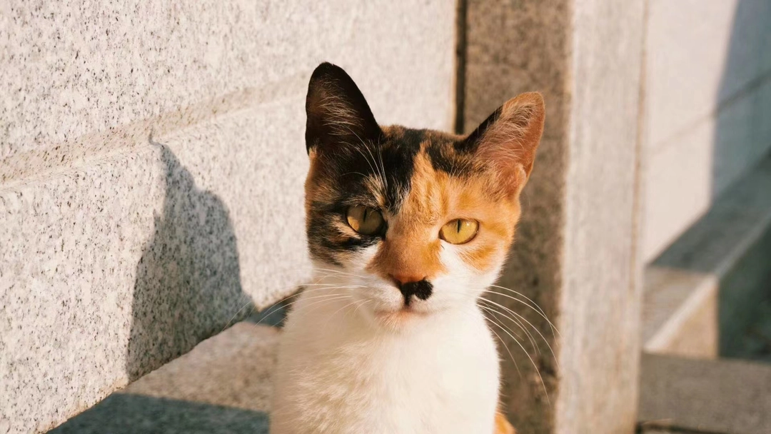 一些关于猫的故事