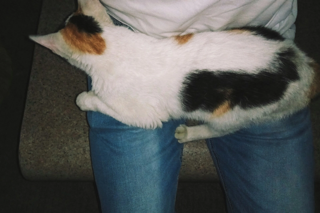 被猫安慰的一盏灯